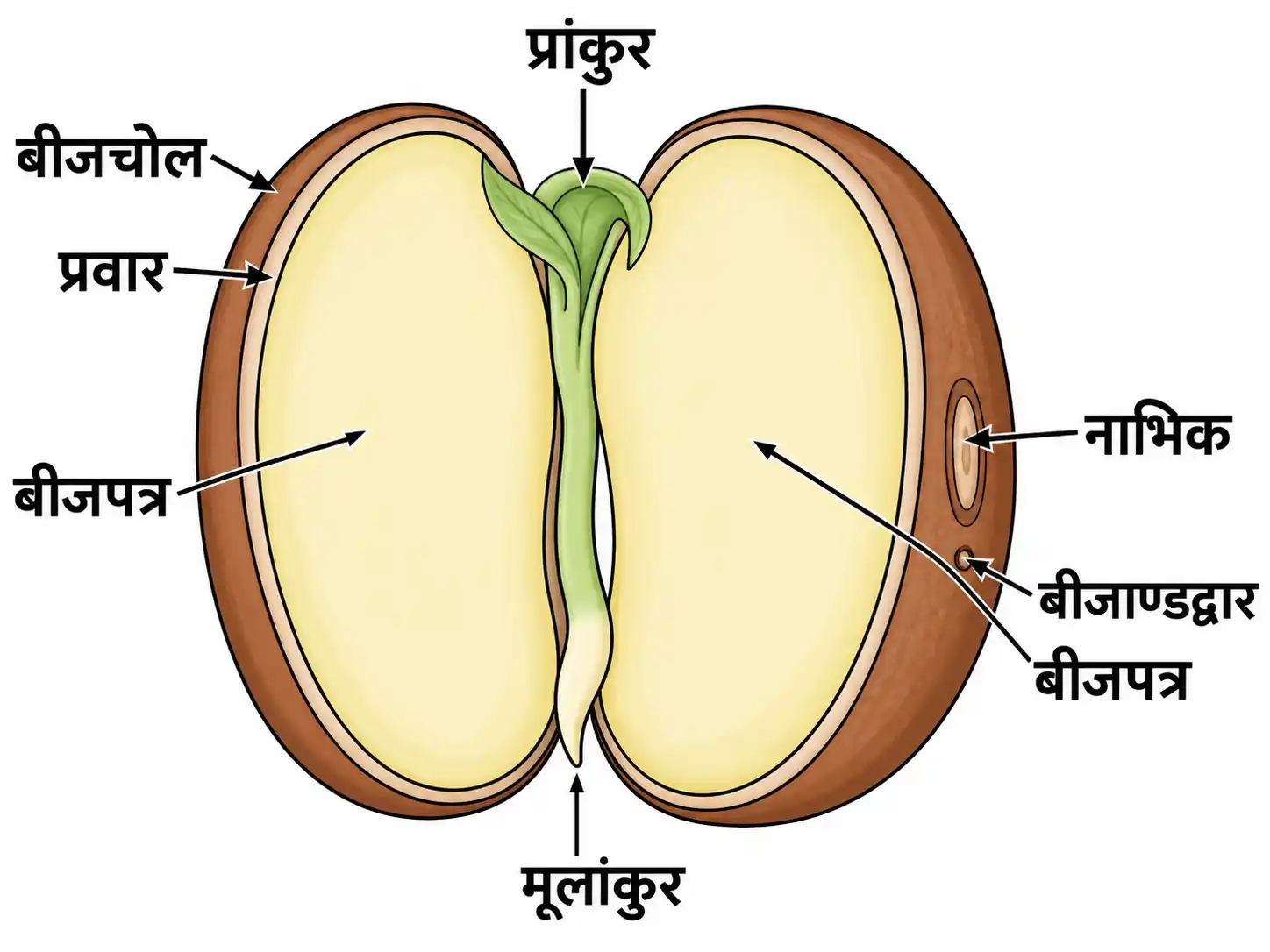 बीज की आन्तरिक संरचना का नामांकित चित्र