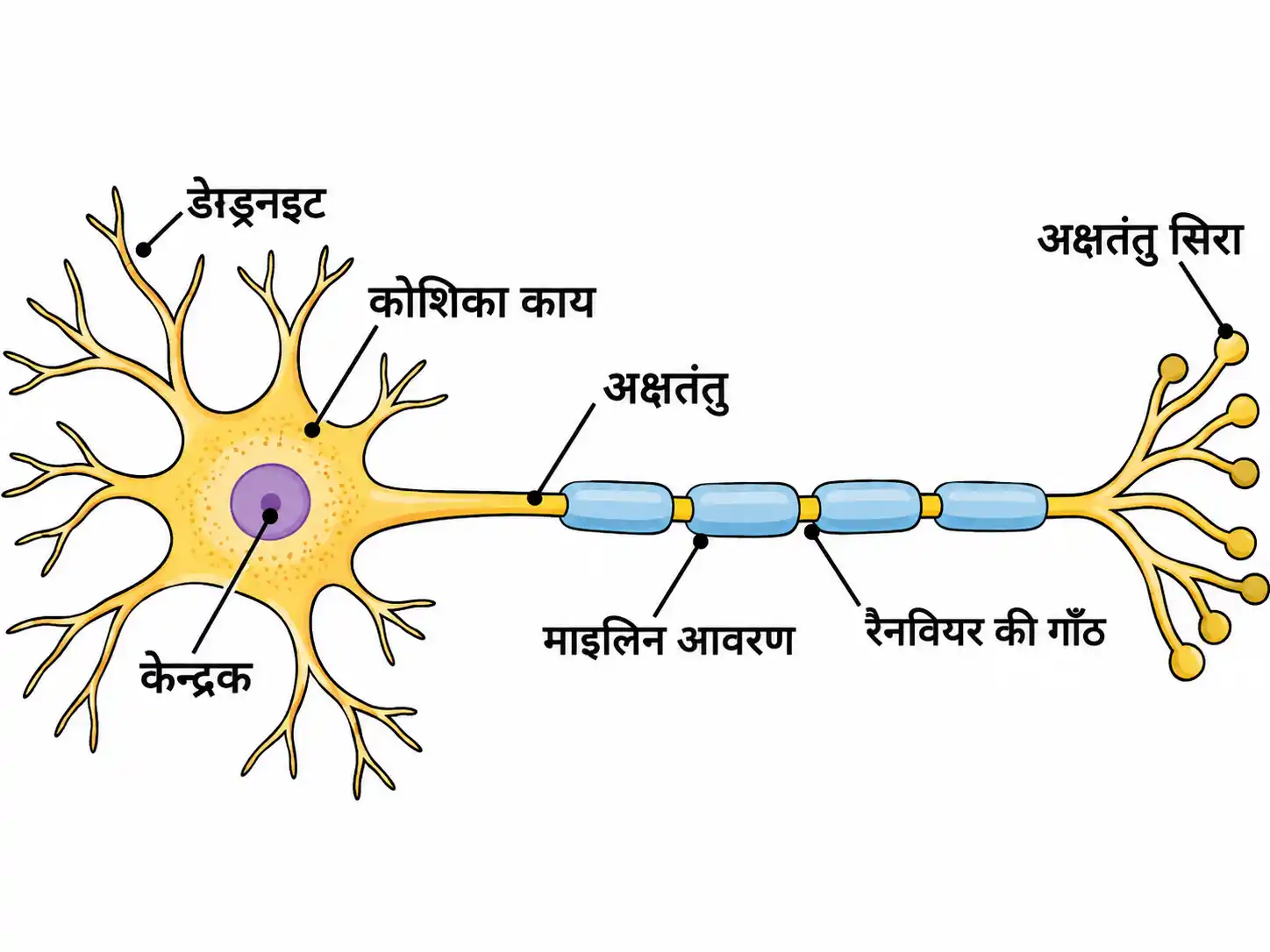 तन्त्रिका ऊतक न्यूरॉन का नामांकित चित्र