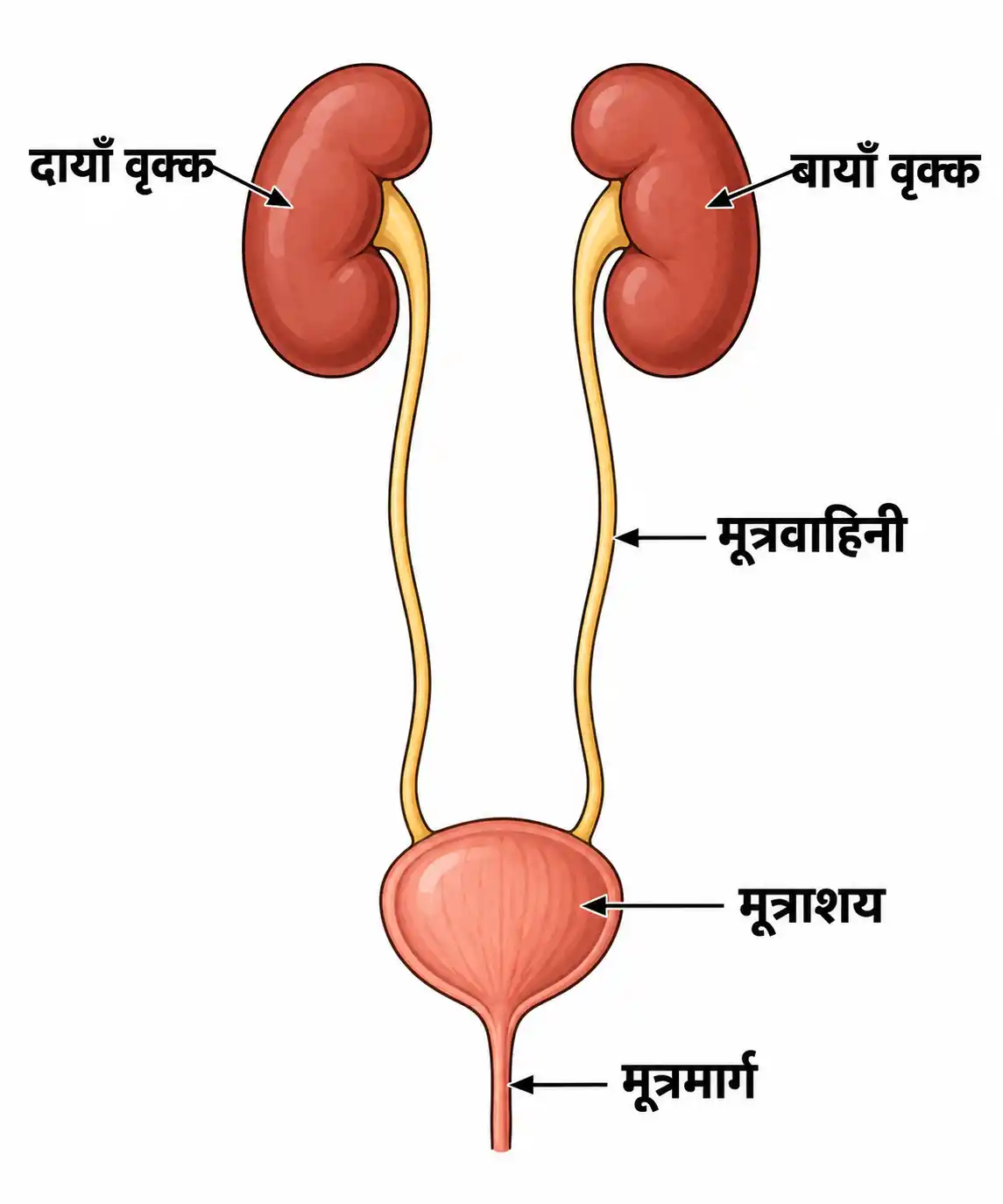 मनुष्य के उत्सर्जन तन्त्र का नामांकित चित्र