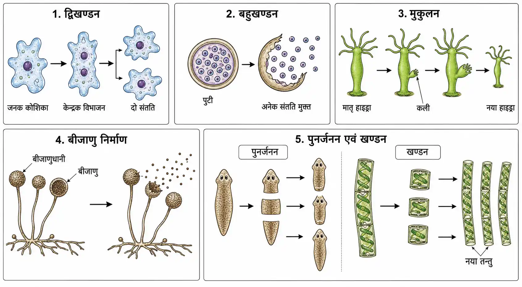 अलैंगिक प्रजनन की प्रमुख विधियाँ