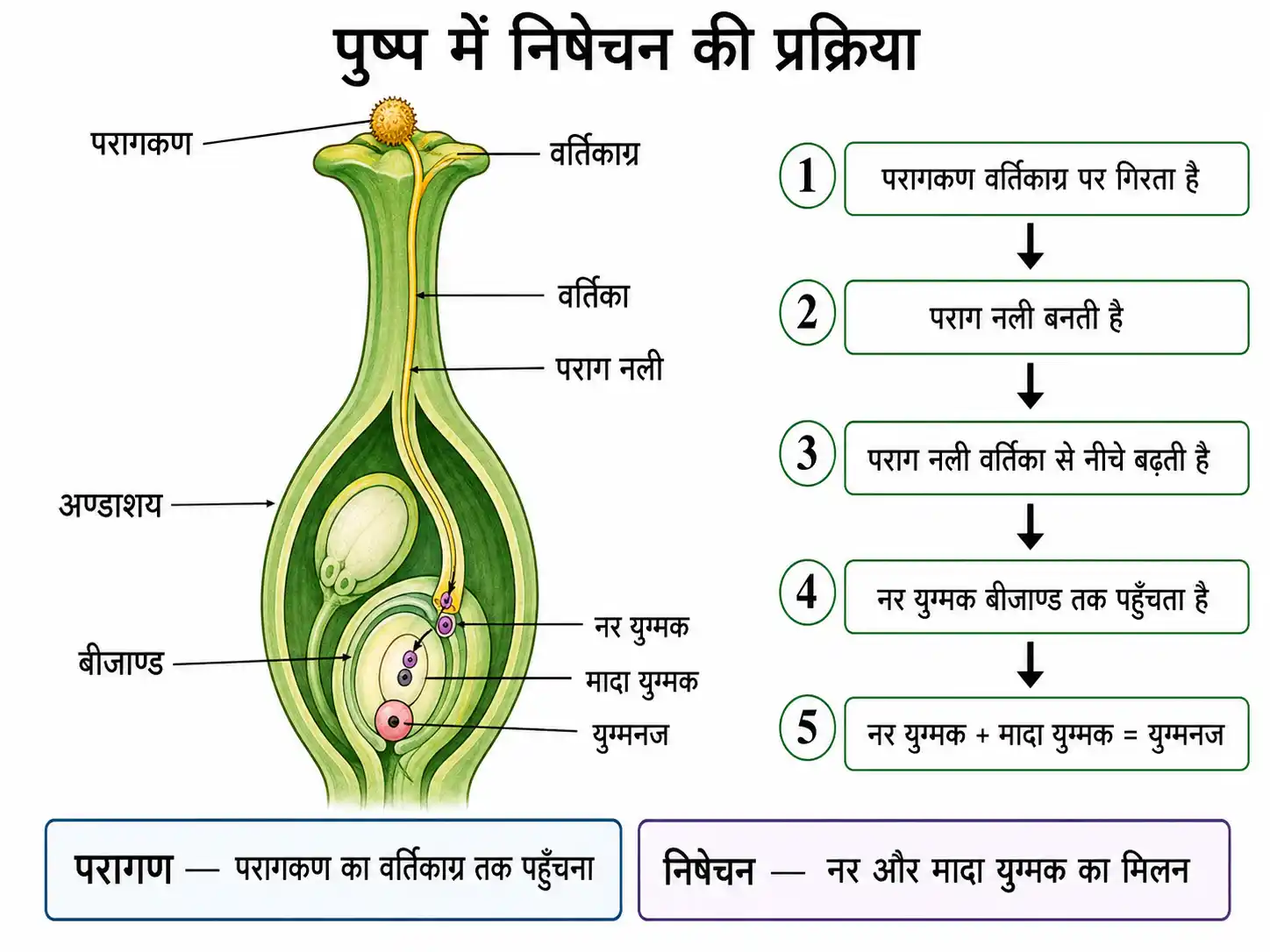 पुष्प में निषेचन की प्रक्रिया