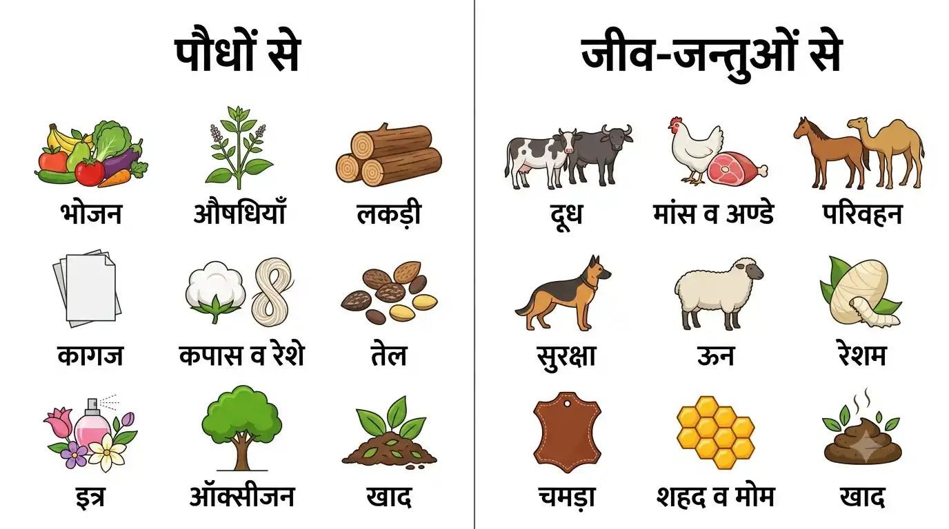 पौधों और जीव-जन्तुओं की उपयोगिता