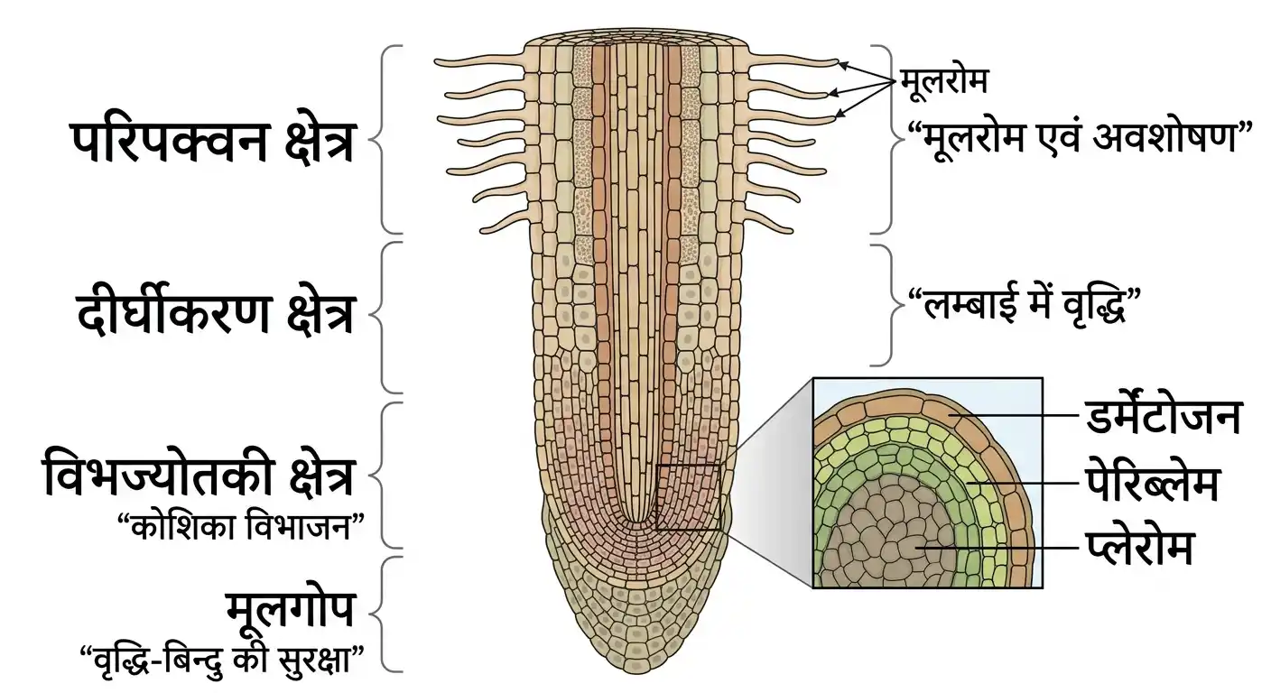 जड़ के विभिन्न क्षेत्र और उनकी संरचना