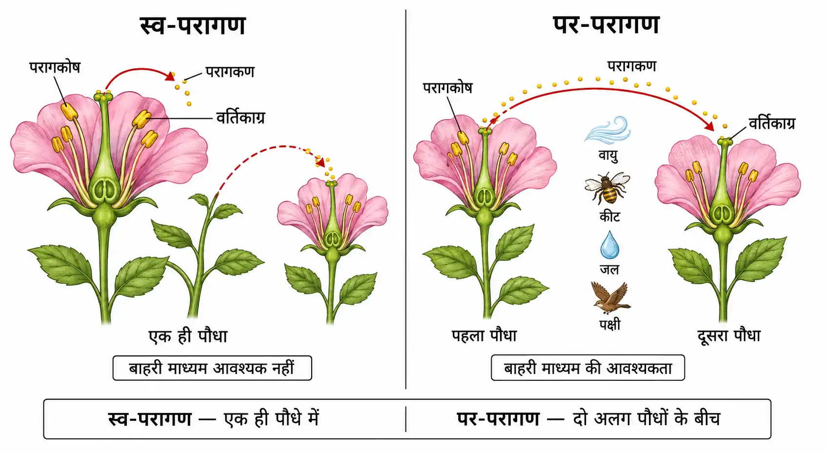 स्व-परागण और पर-परागण में अन्तर