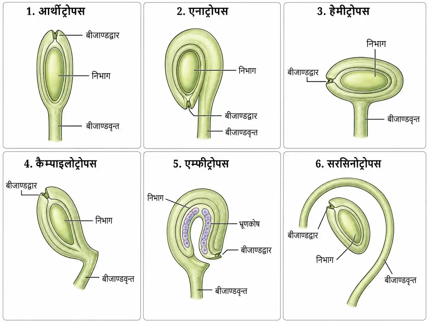 बीजाण्ड के छह प्रमुख प्रकार
