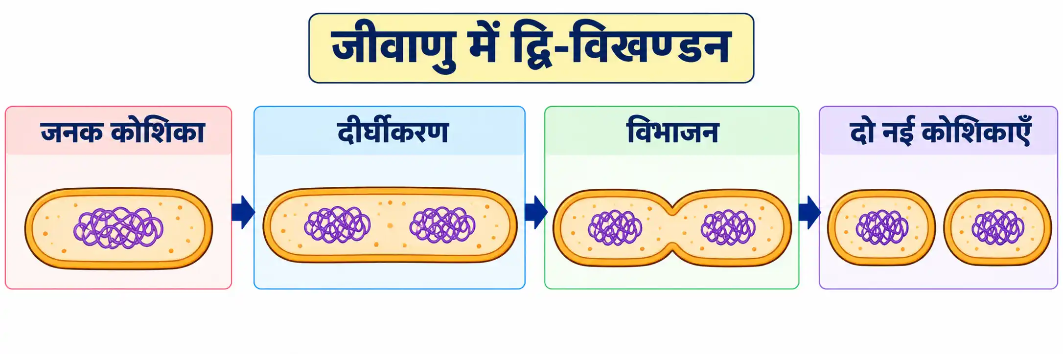 जीवाणु में द्वि-विखण्डन