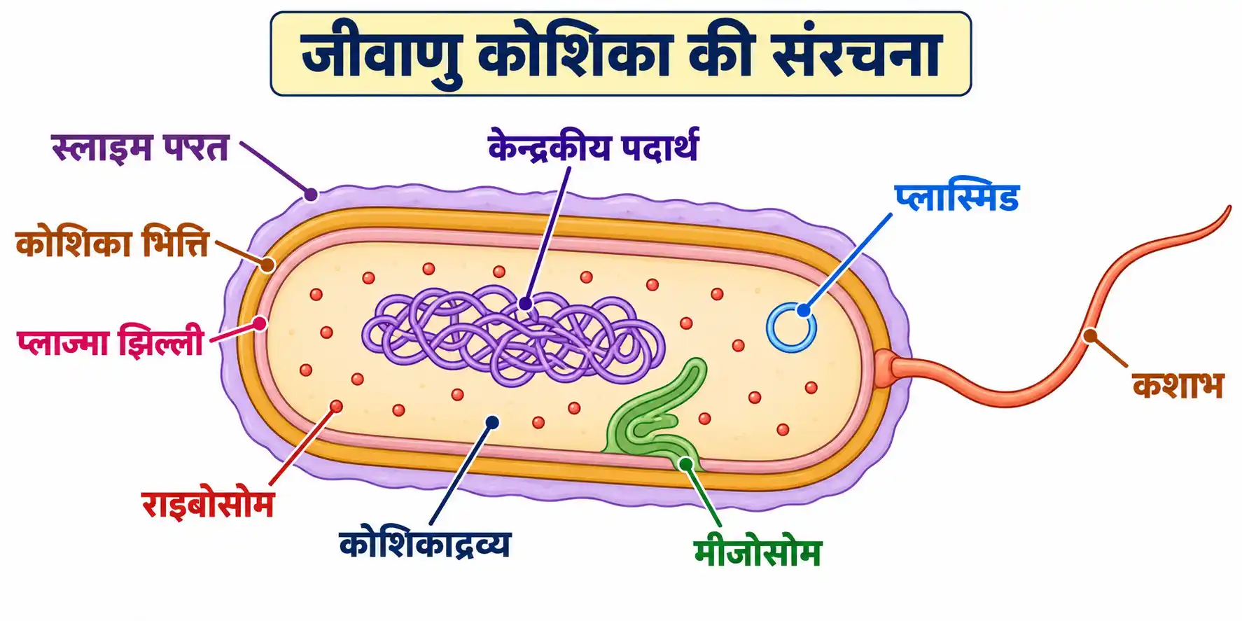 जीवाणु कोशिका की संरचना