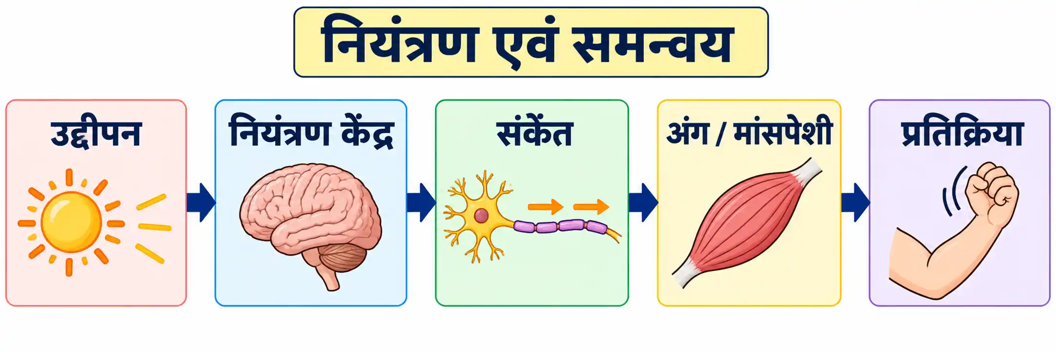 जीवों में नियंत्रण एवं समन्वय की सामान्य प्रक्रिया