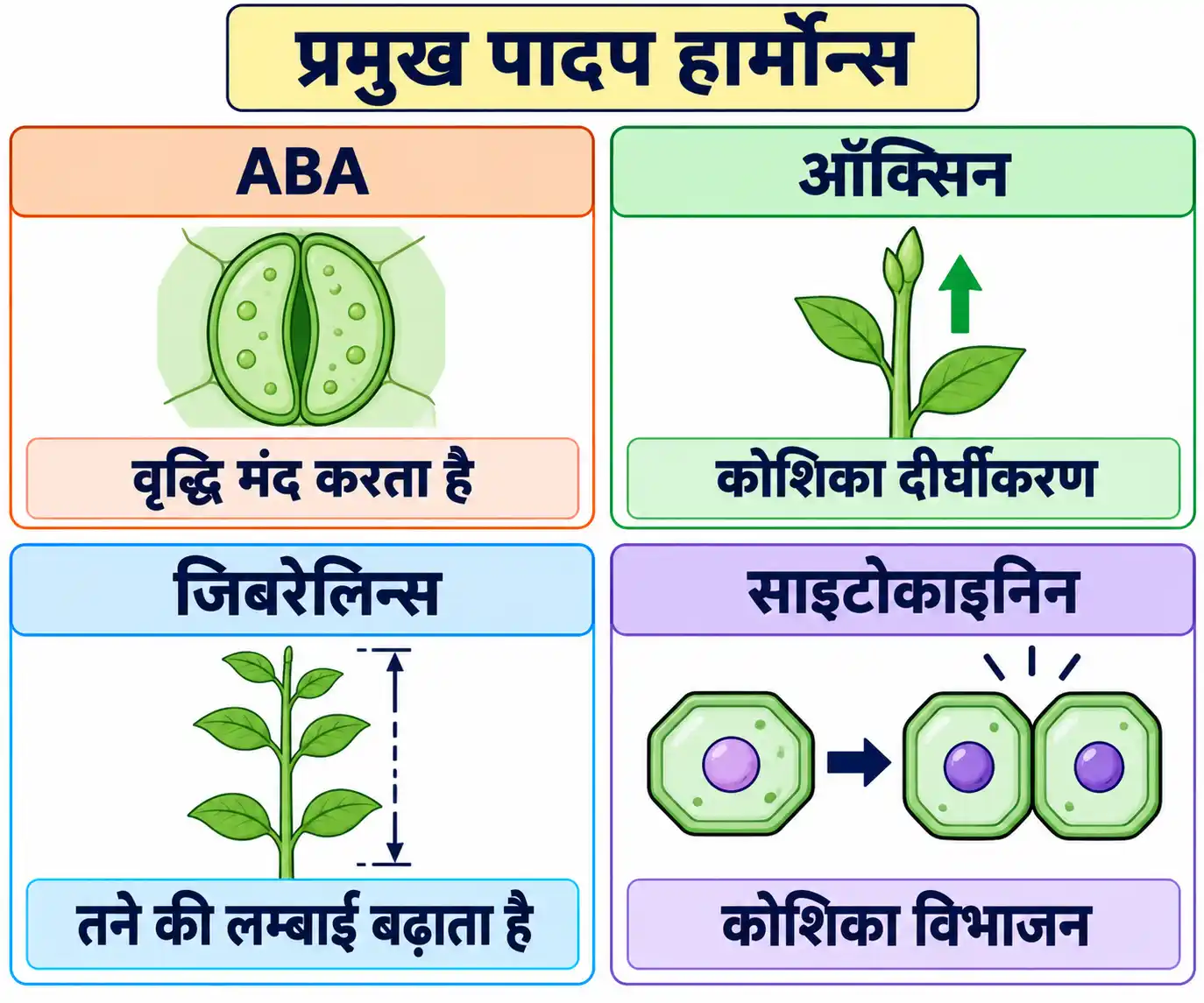 प्रमुख पादप हार्मोन्स एवं उनके मुख्य प्रभाव