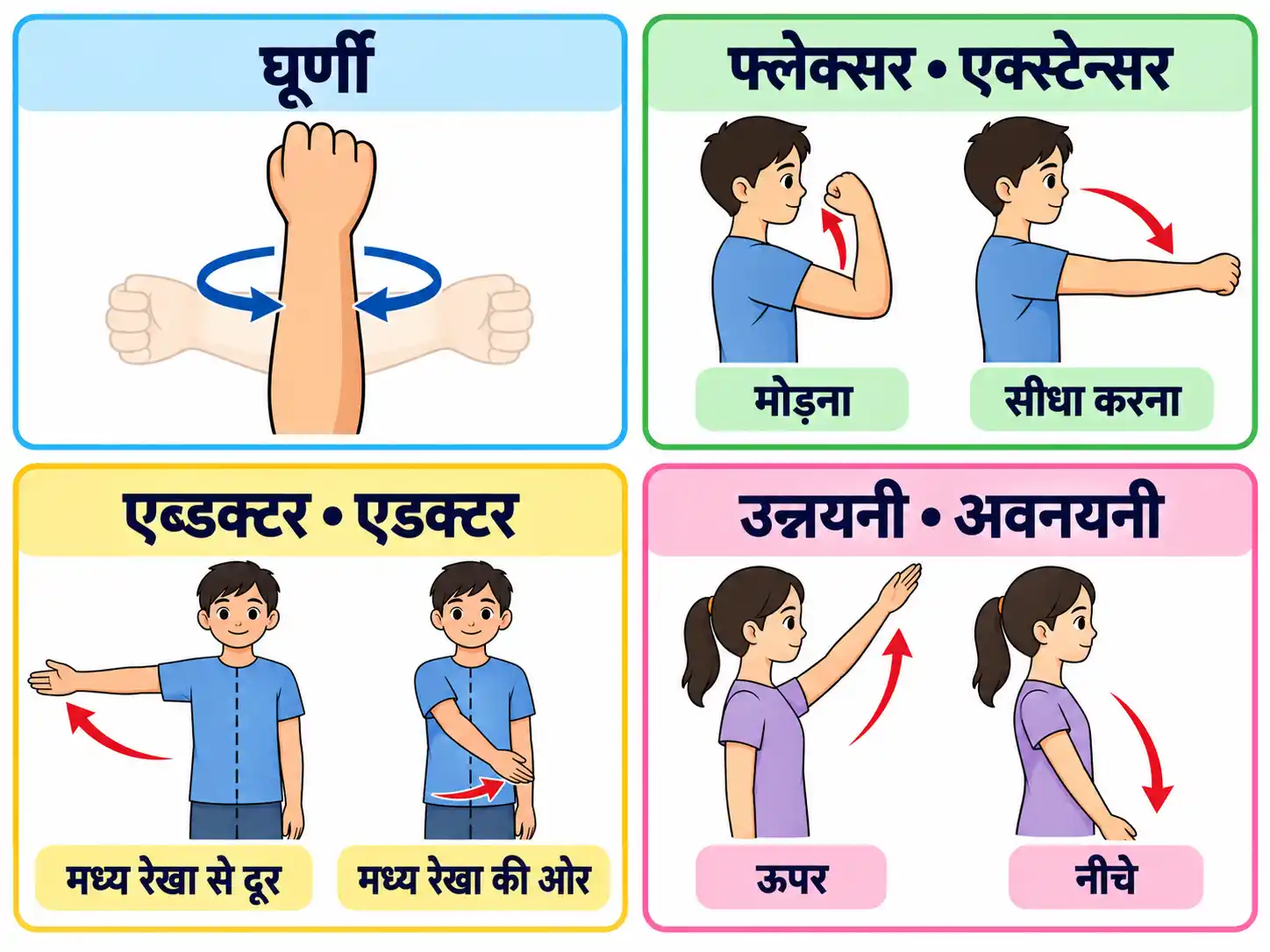 कार्य के आधार पर पेशियों का वर्गीकरण