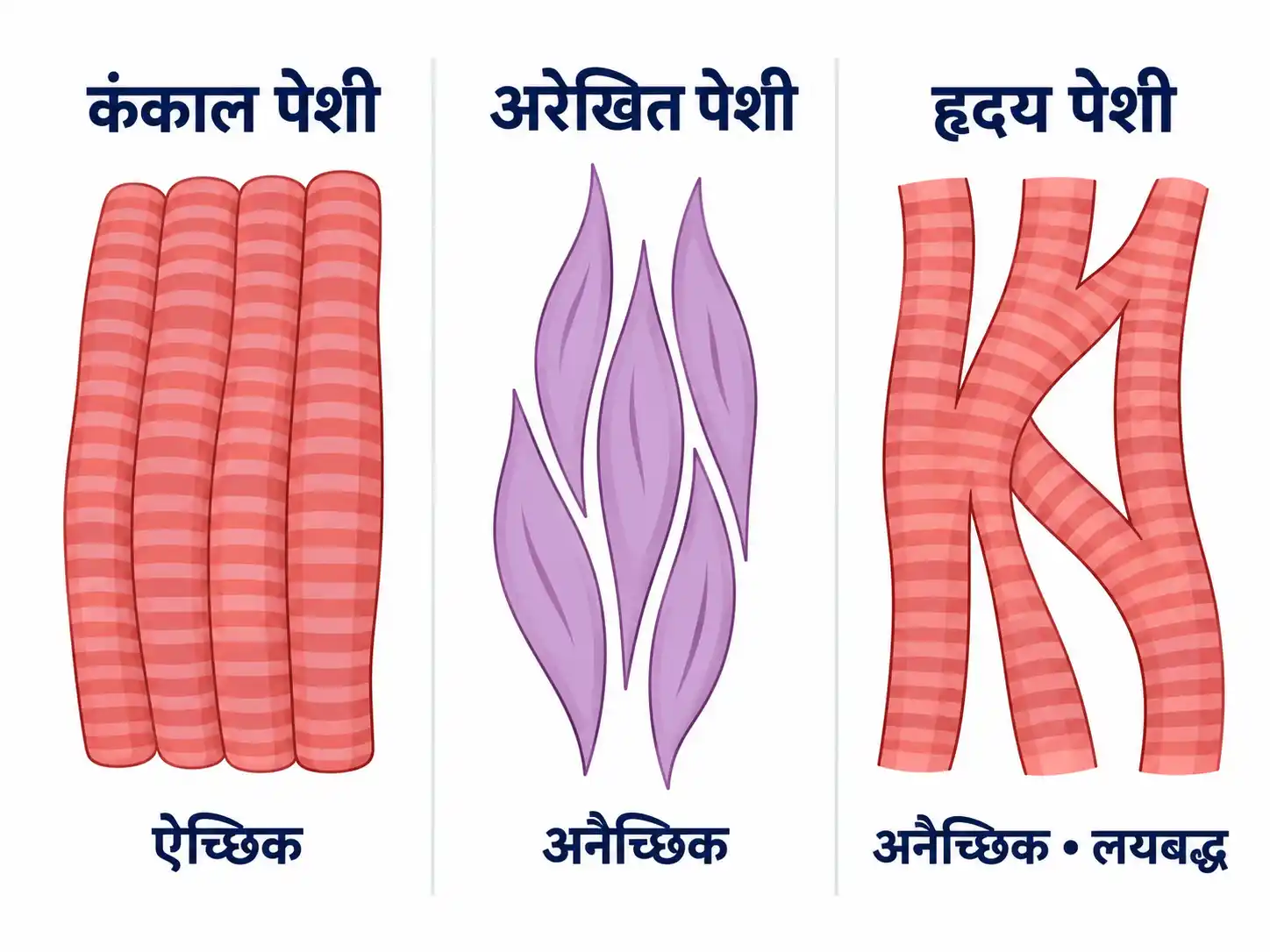 कंकाल, अरेखित एवं हृदय पेशियों के प्रकार