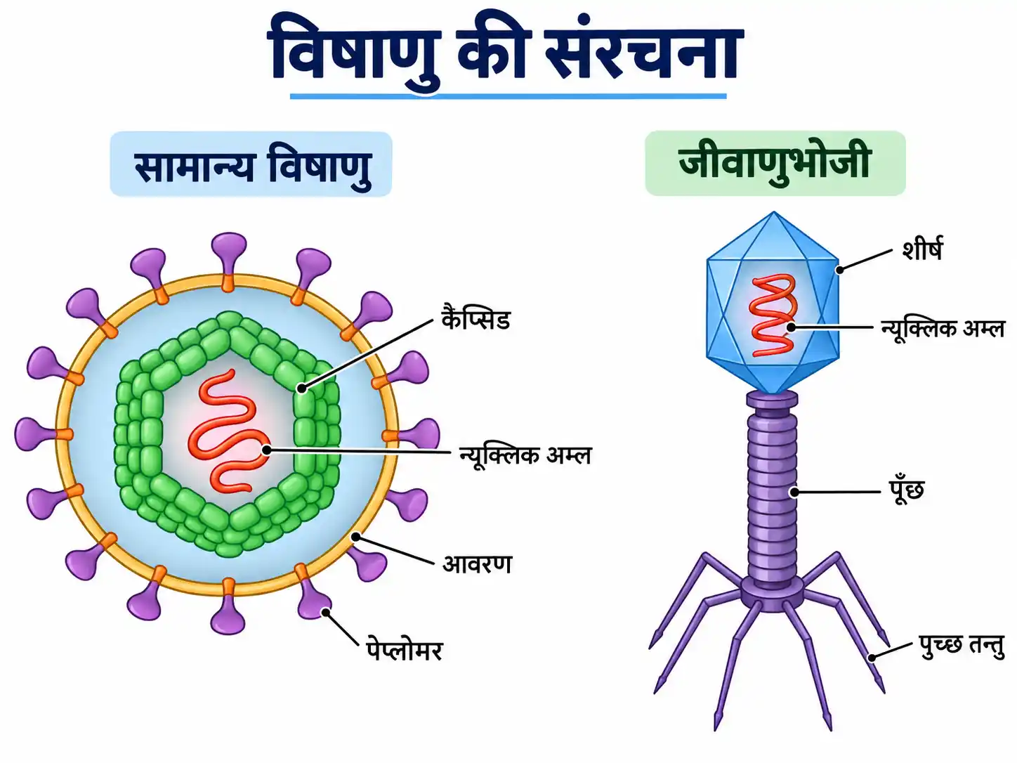 विषाणु तथा जीवाणुभोजी की संरचना